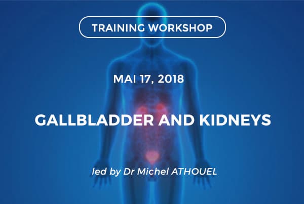 Gallbladder and kidneys - Découper